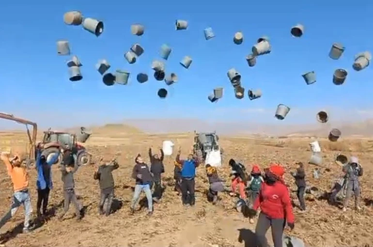 Patnos’ta patates hasadı tamamlandı: 500 Dönüm araziden bin 650 ton ürün elde edildi 