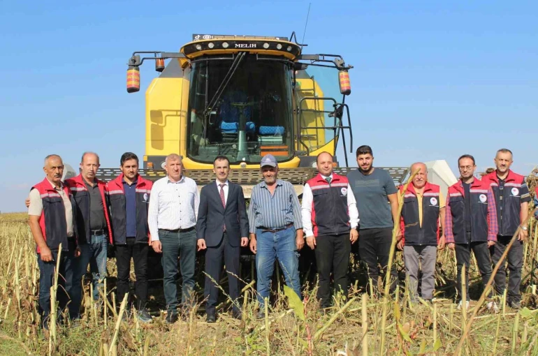 Pazar’da ayçiçeğinde 600 ton ürün bekleniyor 