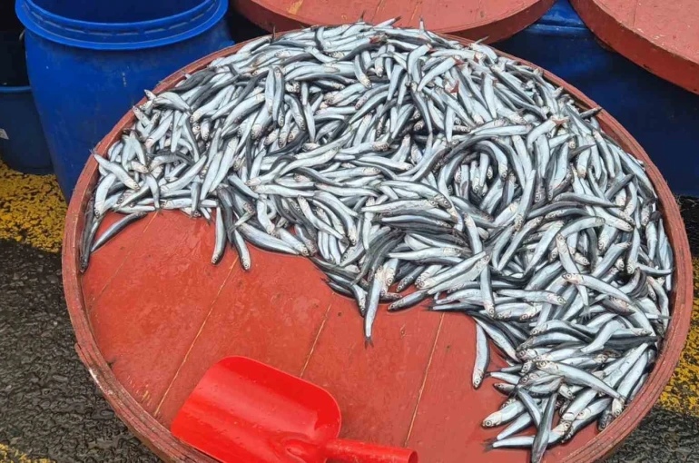 Pazarda hamsinin kilosu 200 liraya çıktı 