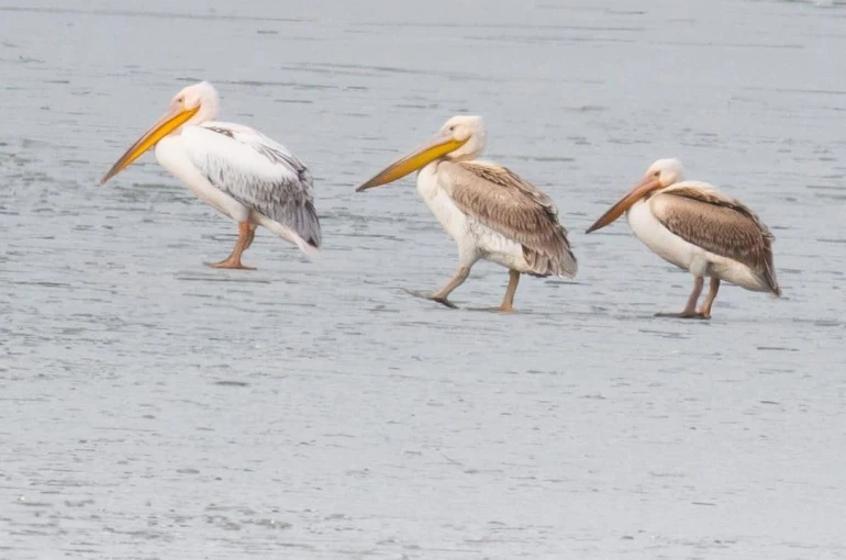 Pelikanlar, kıyıları buzla kaplanan gölde görüntülendi, kuş severler kıyıya akın etti