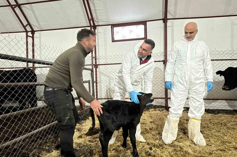 Pertek’te kırsala bereket: Genç veterinere hayvancılık desteği