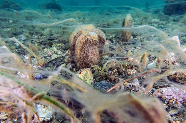 Pinalar son sığınağı Marmara’da çoğalıyor; umut oluyor