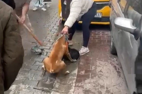 Pitbull saldırısı kameraya yansıdı: Köpek barınağa alındı 