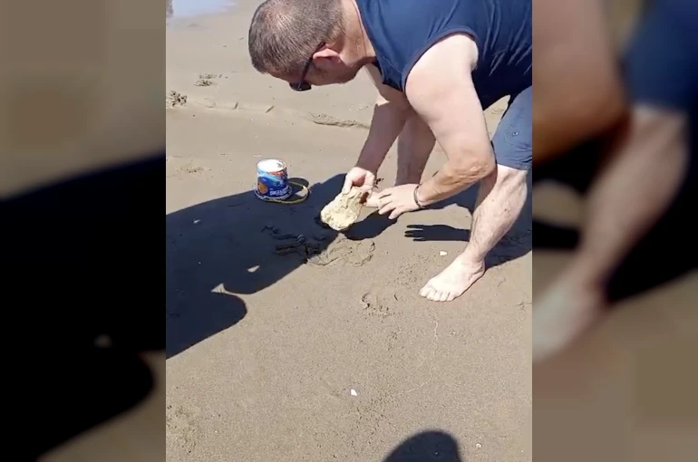 Plajda görülen yılan vatandaşlara panik yaşattı