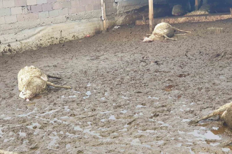 Polatlı’da kurt saldırısı: 15 koyun telef oldu 