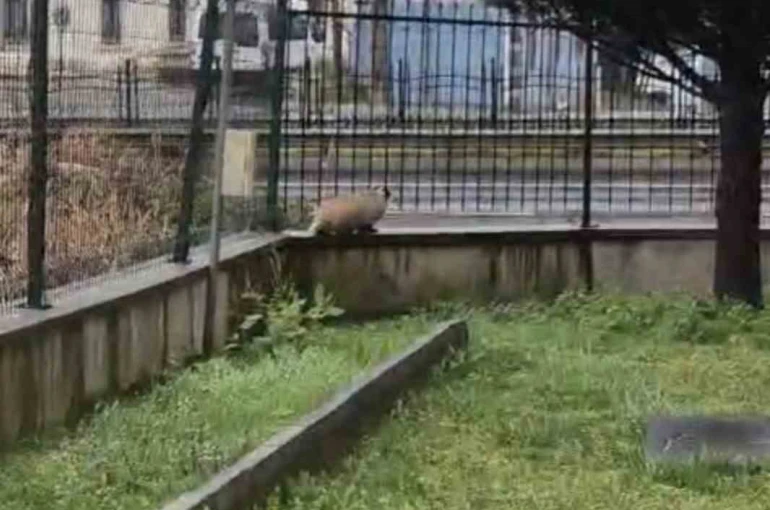 Porsuk yanlışlıkla site bahçesine girerse... 