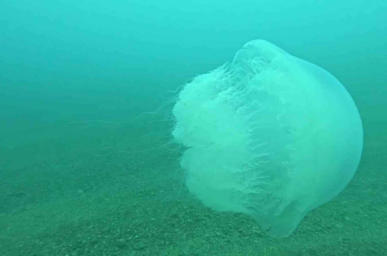 Poyraz, Akdeniz’deki en büyük denizanası türünü Antalya Körfezi’ne soktu 