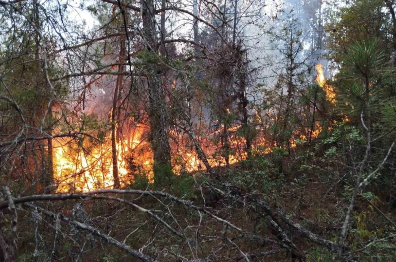 Prof. Dr. Bilgili: "Ekosistem yangın sonrası birkaç yıl içinde kendilerini doğal yollarla yeniler"