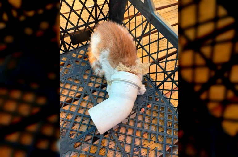 PVC borusuna sıkışan yavru kedi kurtarıldı 