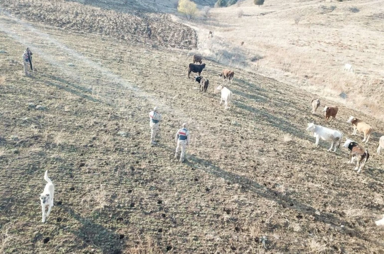 Refahiye’de kaybolan hayvanlar bulunarak sahibine teslim edildi 