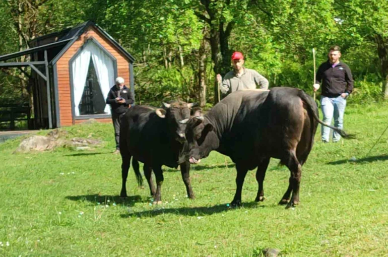 Rize’de boğalar arenaya hazırlanıyor 