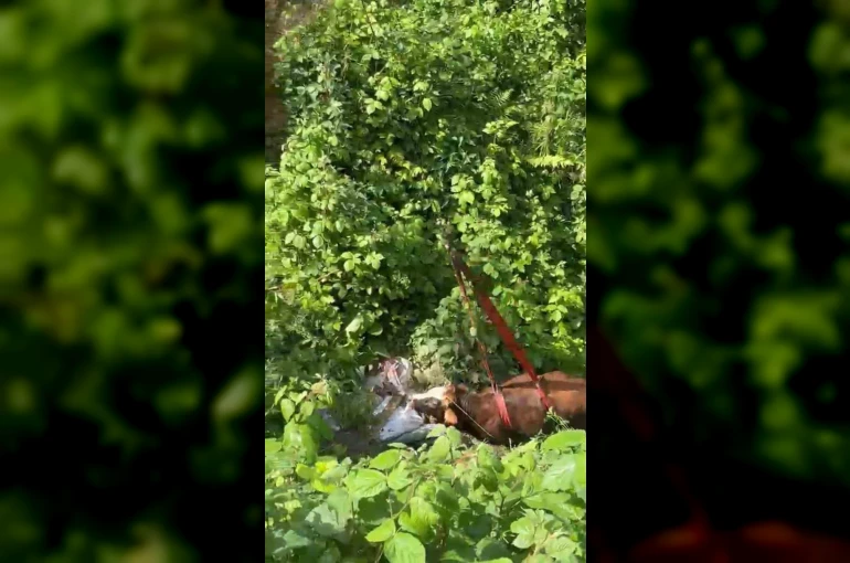 Rize’de dere yatağına düşen inek vinçle kurtarıldı