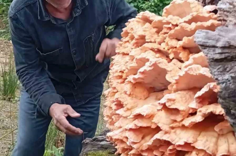 Rize’de ormanda gezintiye çıkan 3 arkadaş ağacın üzerinde kilolarca mantar buldu 