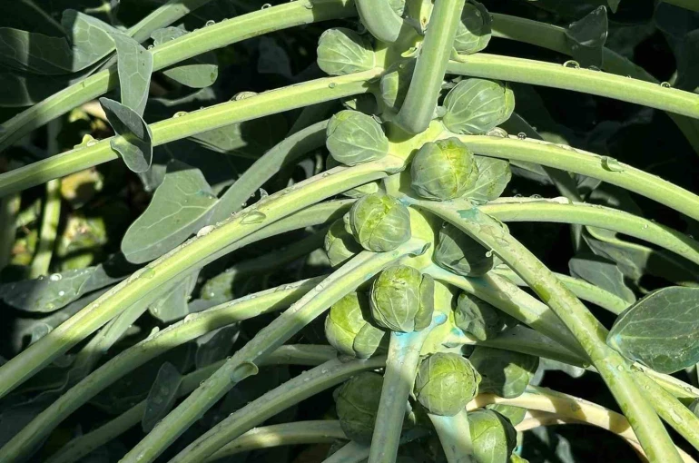 Rusya ve Hollanda lahanayı "Brüksel"den değil İznik’ten alıyor