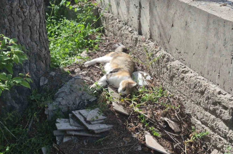 Sabah beslediği anne ve yavru kediyi öğlen telef olmuş halde buldu 