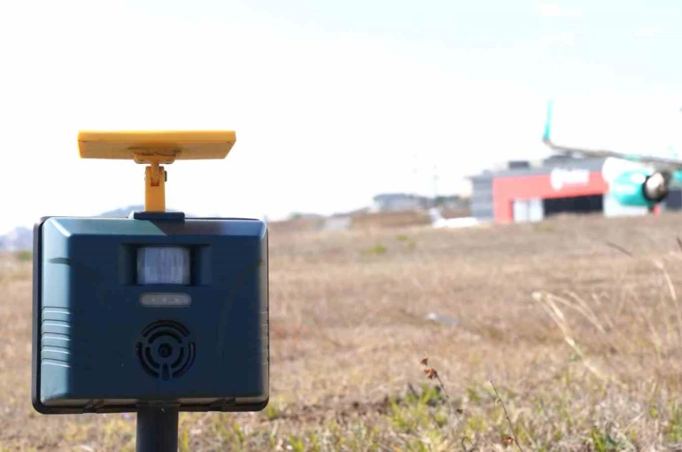 Sabiha Gökçen’de uçuş emniyeti için 7/24 yaban hayatla mücadele devam ediyor 