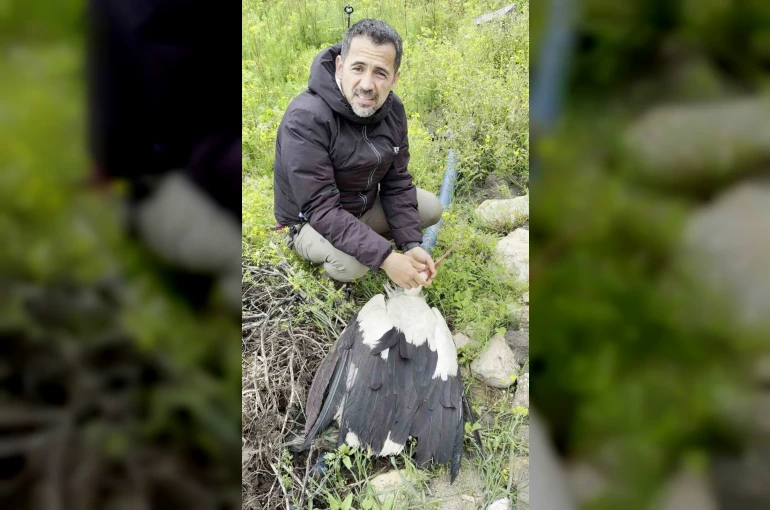 Saçmaların hedefi olan leyleğe kuş gözlemcisinden ilk yardım