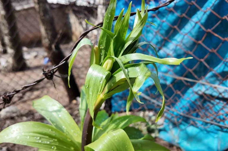 Sadece 20 günlük ömrü var: Bu çiçeği koparmanın cezası 700 bin lira 