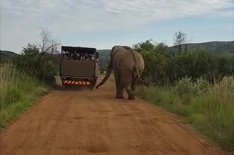 Safari turunda Türk turistleri fil kovaladı 