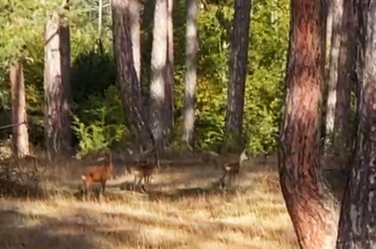 Safranbolu’da anne karaca ve yavruları görüntülendi 