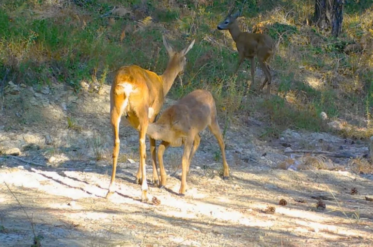 Safranbolu’da boz ayı ve karacalar fotokapana yansıdı