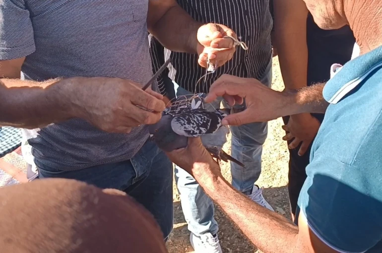 Şahin tuzağına yem amaçlı bağlanan güvercini vatandaşlar kurtardı