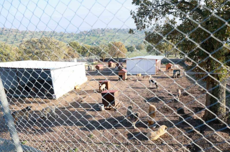 Sahiplendiği iki köpeği sokağa atan şahsa 172 bin TL ceza