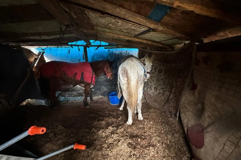 Sakarya’da otoyol kenarındaki kemikler jandarmayı at kasaplarına götürdü