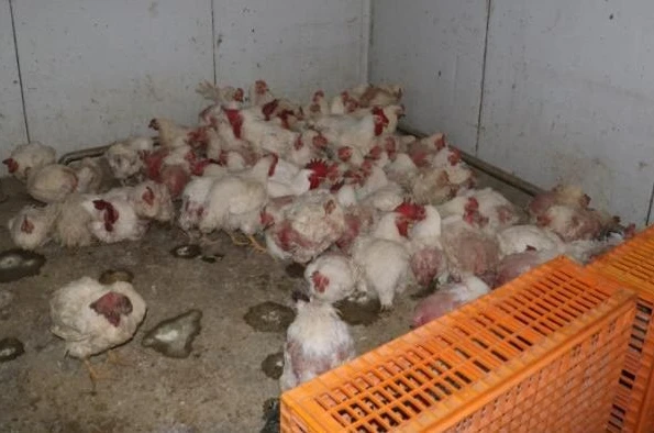 Sakarya’da tavuk çiftliğine biyogüvenlik kısıtlaması