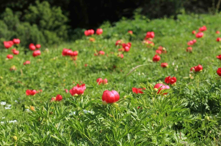 Şakayıklar Spil Dağı Milli Parkı’nı kırmızıya bürüdü 