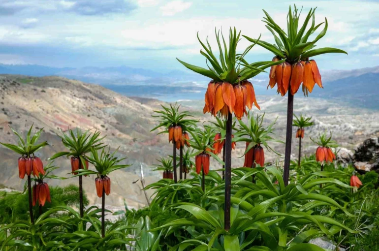 Sakız Dağı’nda ters laleler görsel şölen sunuyor 