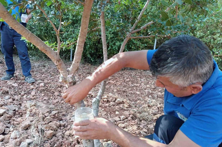 Sakız’dan farklı ürünler üretilmeye başlandı