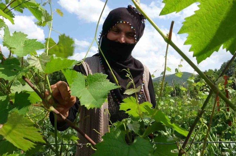 Salamura yaprak dondan etkilenmedi 