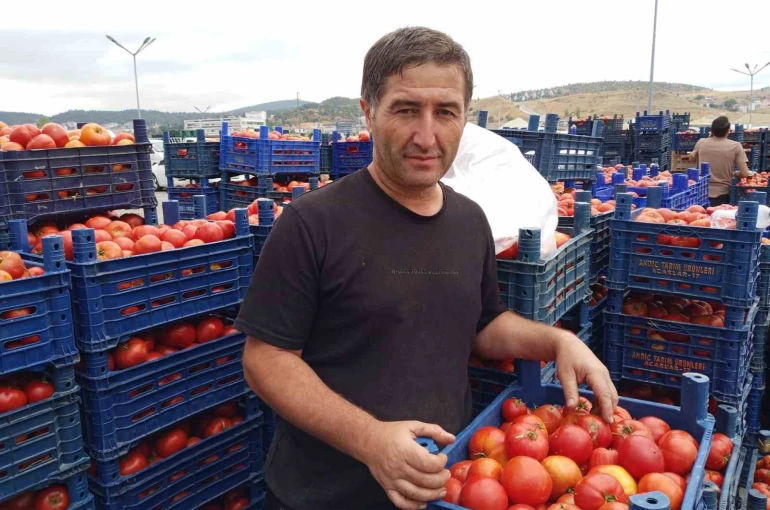 Salçalık domatesler bu sene de yoğun ilgi görüyor 
