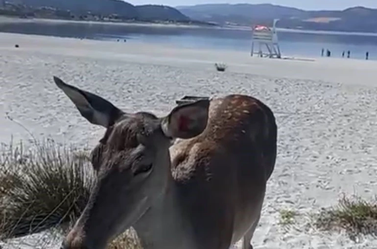 Salda Gölüne inen geyik cep telefonu kamerasına yansıdı