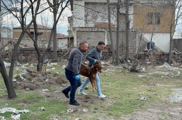 Saldırgan köpeğin resmî olmayan sahibi ortaya çıktı 