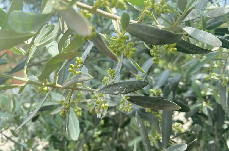 Salihli’de halkalı leke uyarısı 