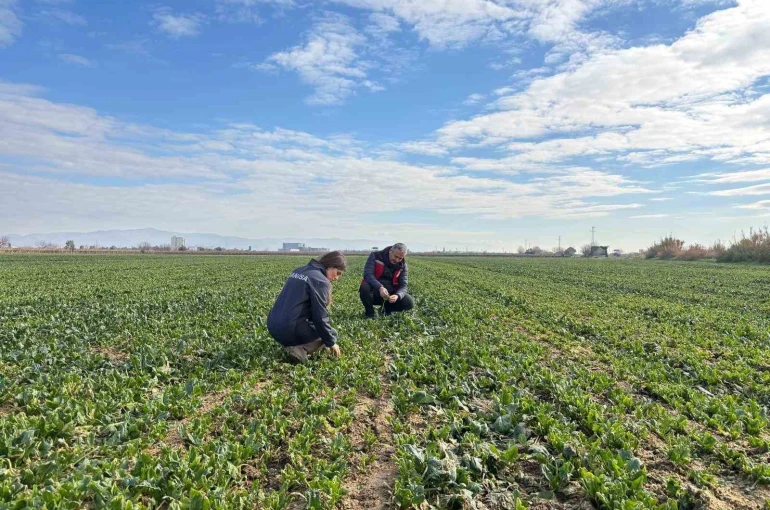 Salihli’de kışlık sebzelerde hastalık ve zararlılara karşı kontroller sürüyor 