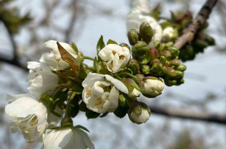 Salihli’de ‘Monilya’ tehlikesi 