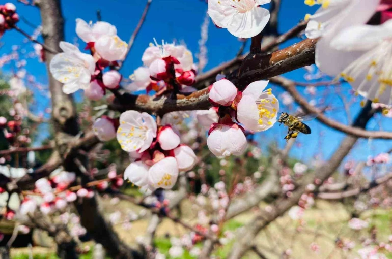 Salihli’de sert çekirdekli meyveler için ‘Monilya’ uyarısı 