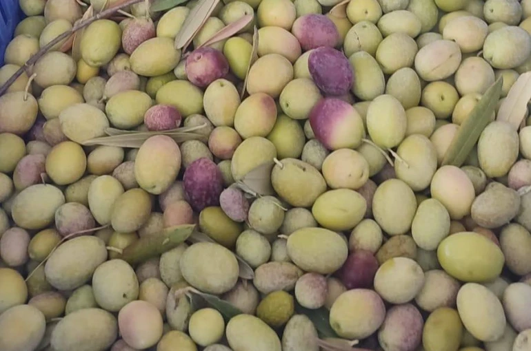 Salihli’de üreticiler zeytin sineğine karşı son kez uyarıldı 