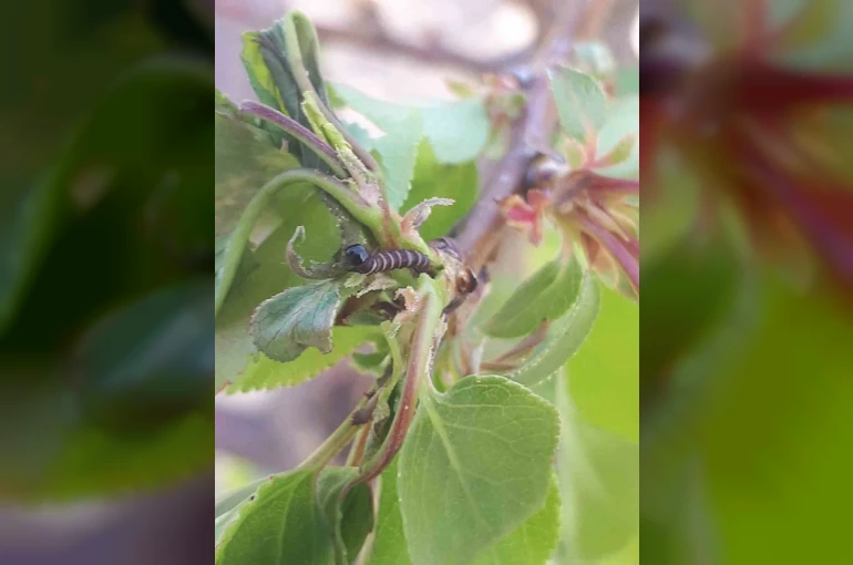Salihli’de üreticiye kritik uyarı! Meyve ağaçlarında hastalık alarmı 