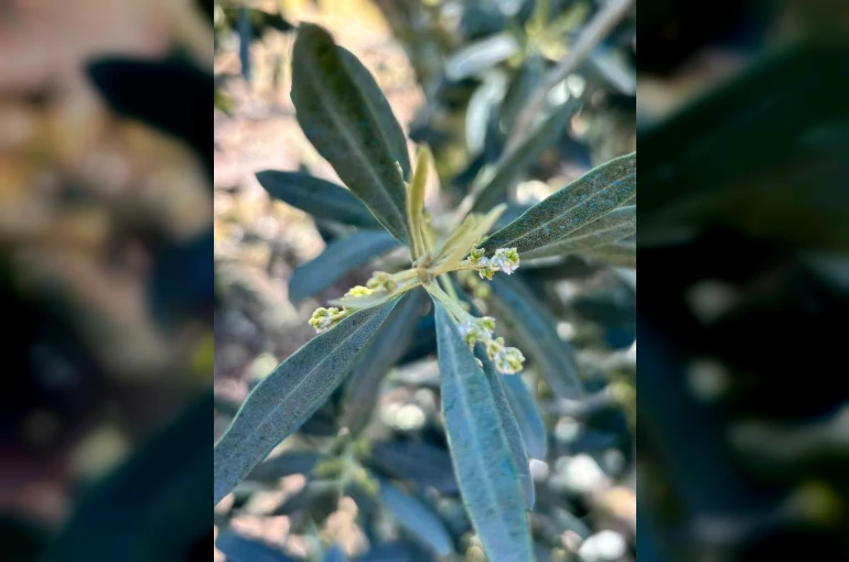 Salihli’de zeytin üreticilerine "Zeytin Pamuklu Biti" uyarısı 