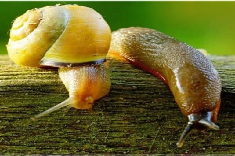 Salyangoz ve sümüklü böcek uyarısı 