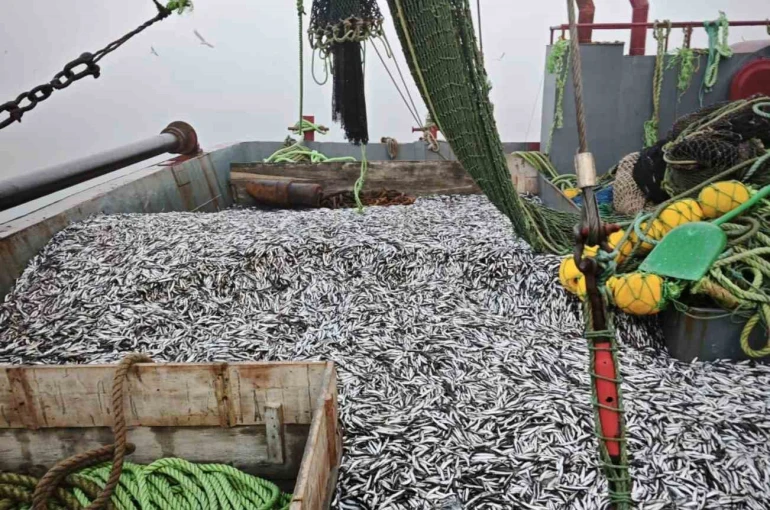 Samsun’da 1 milyon 843 bin 550 kilo hamsi denetlendi 