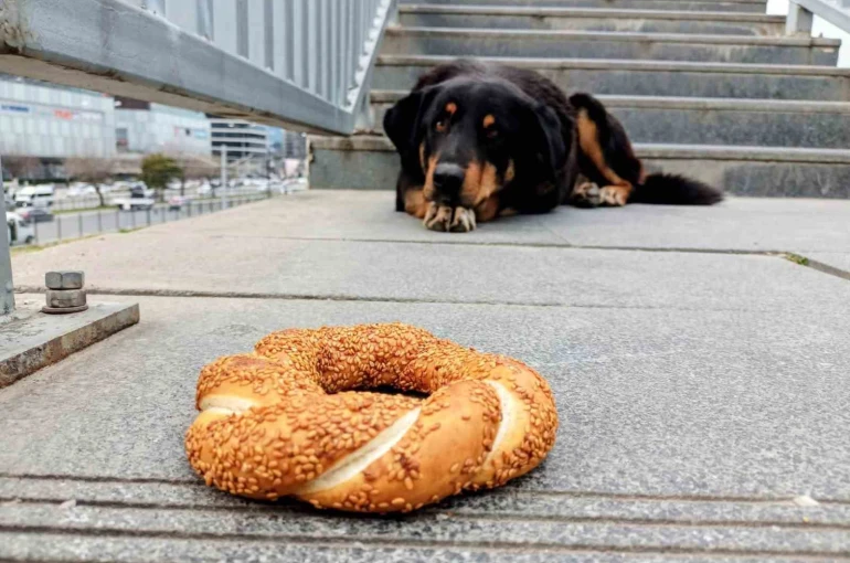 Samsun’da 1 yılda 60 bin hayvana çip takıldı 