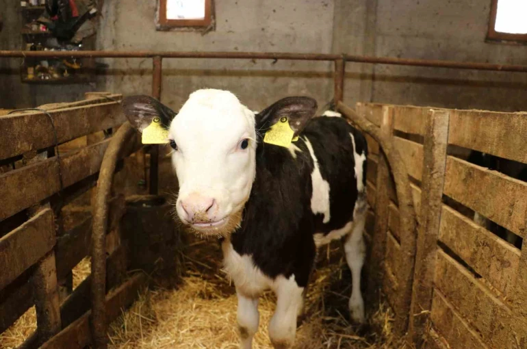 Samsun’da ari işletme sayısı artıyor 