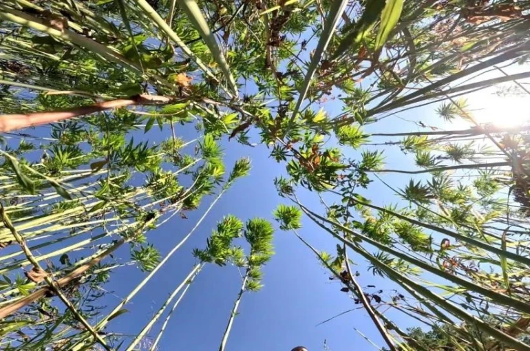 Samsun’da kenevir üretimi için son tarih uyarısı: Başvurular 1 Nisan’da bitiyor 