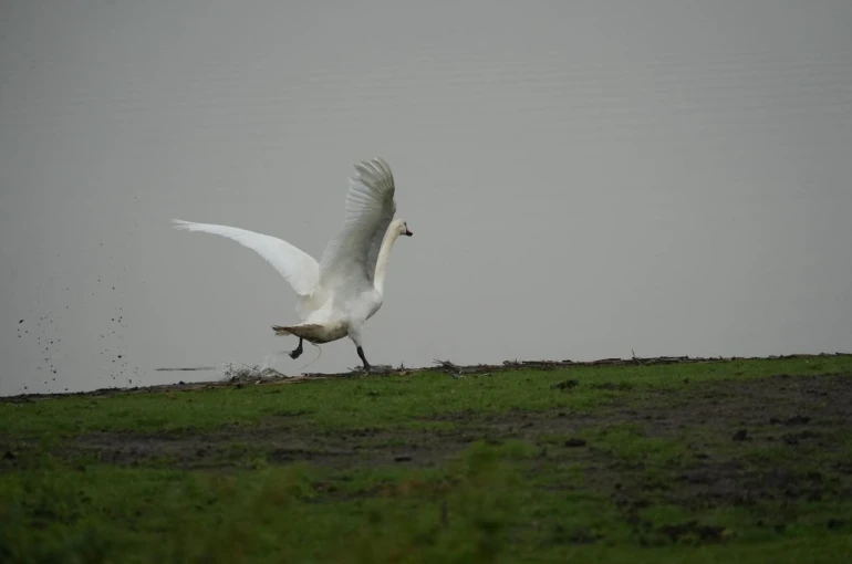 Samsun’da yaban hayatına merhamet eli 