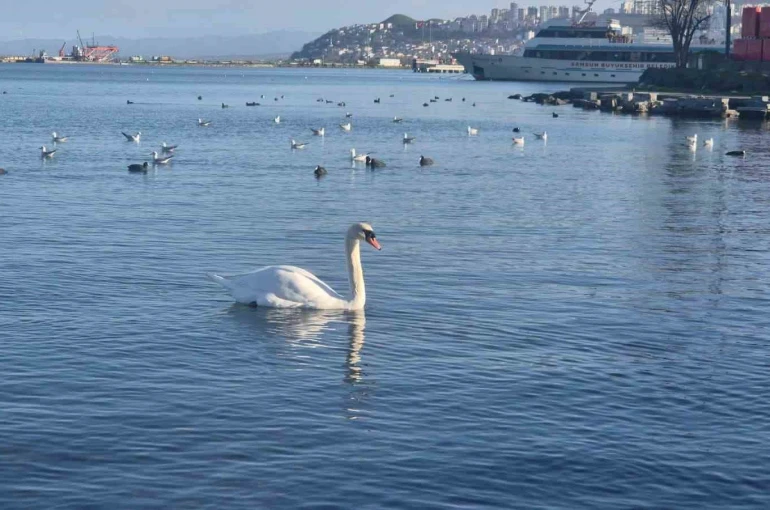 Samsun’da yabani kuşlardan görsel şölen